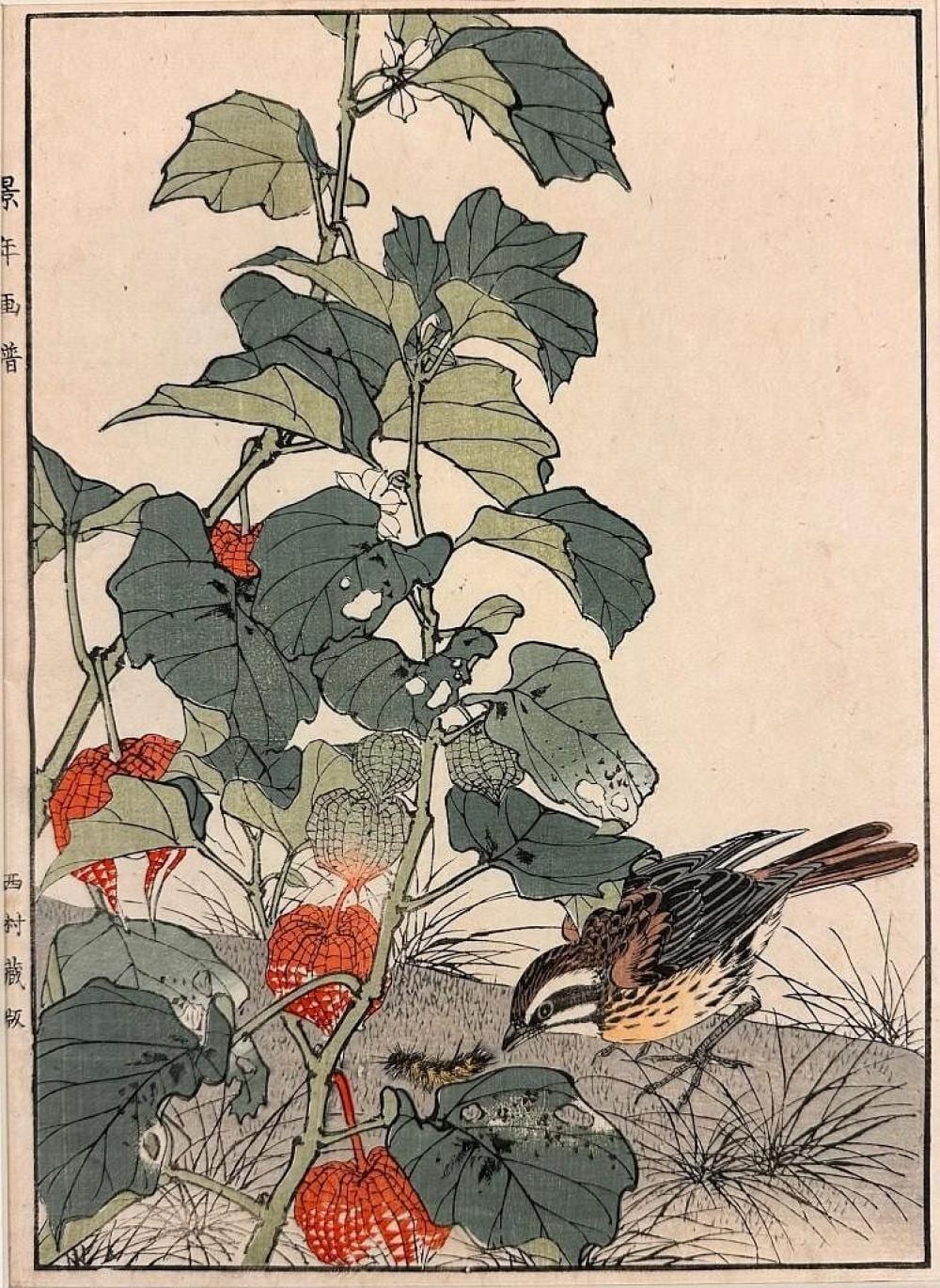 Keinen Imao comparable auction result: imao keinen 1845 1924 woodblock on paper chinese lantern plant meadow bunting