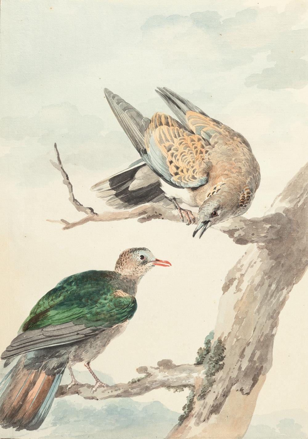 Aert Schouman comparable auction result: aert schouman 1710 dordrecht den haag 1792 turteltauben auf einem ast turtle doves on a branch