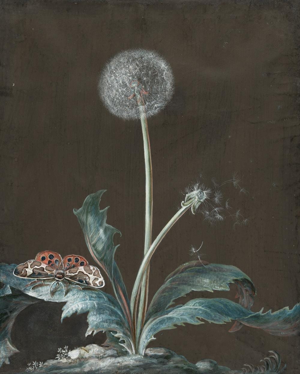 Barbara Regina Dietzsch comparable auction result: barbara regina dietzsch 1706 n rnberg 1783 pusteblume mit nachtfalter dandelion with moth