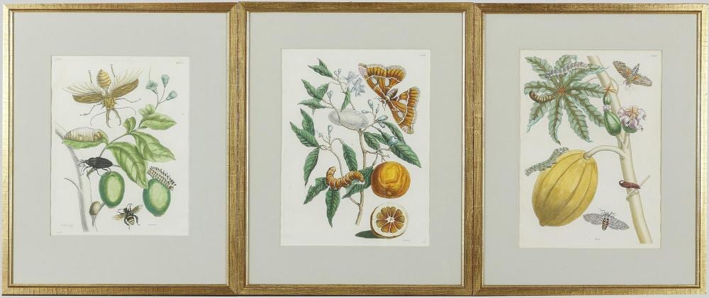 maria sibylla merian · Auktionshaus Arnold · 2025-11-15 Maria Sibylla Merian comparable auction result: maria sibylla merian