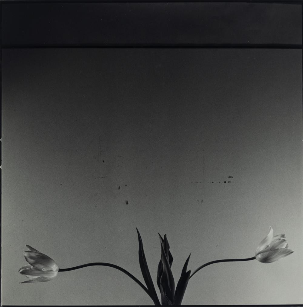 Toni Catany comparable auction result: toni catany 1942 2014 dos tulipes 1981
