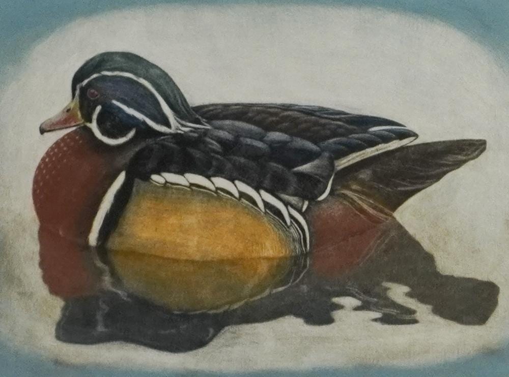 Geoffrey Lasko comparable auction result: geoffrey lasko american 20th century wood duck mezzotint signed l r titled l l and numbered 31 150 l c frame 23 x 27 in 58 4 x 68 6 cm