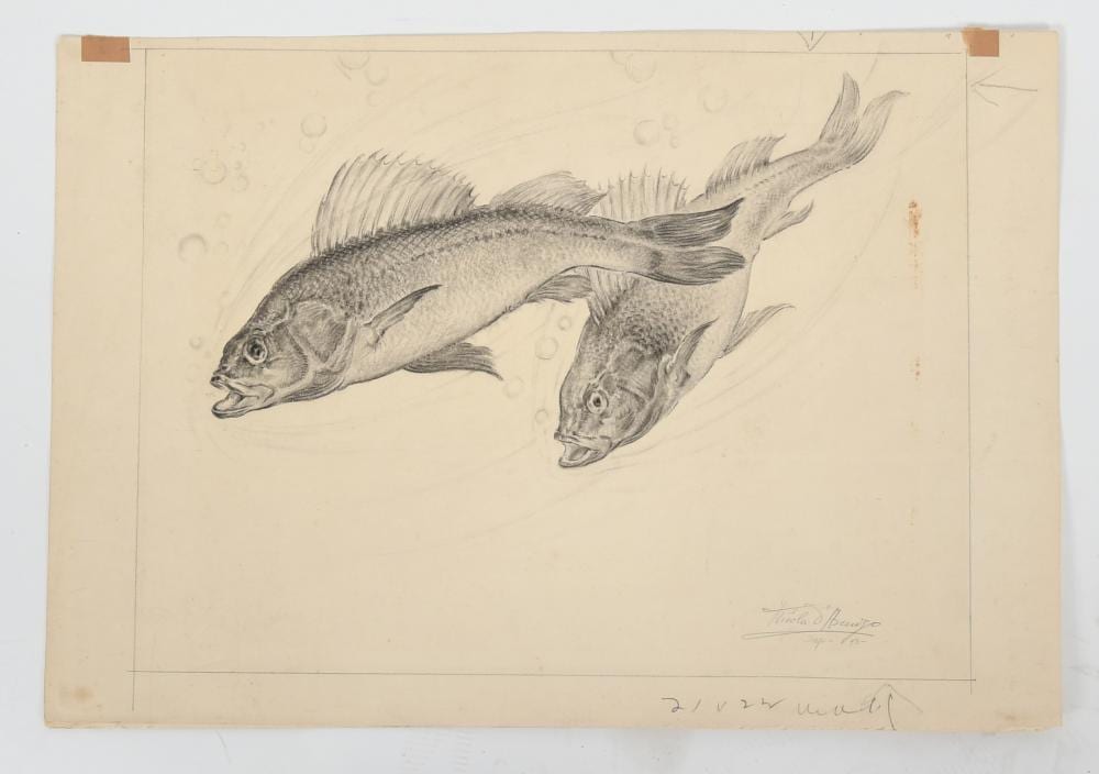 Nicola D'Ascenzo comparable auction result: nicola d ascenzo 1871 1954 drawing
