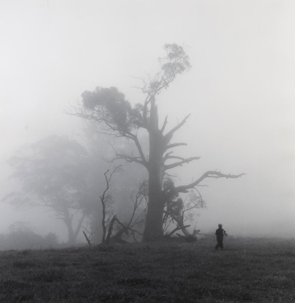 Rex Dupain comparable auction result: rex dupain born 1954 figure in mist 1999