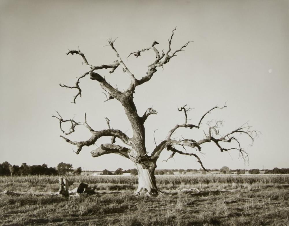 Rodney Graham comparable auction result: rodney graham canadian 1949 2022 oak tree red bluff 8 1993 silve