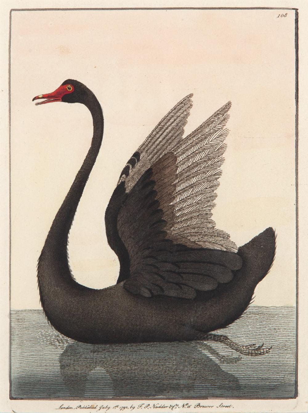 Frederick P. Nodder comparable auction result: frederick polydore nodder the black swan hand coloured copper engraving with text