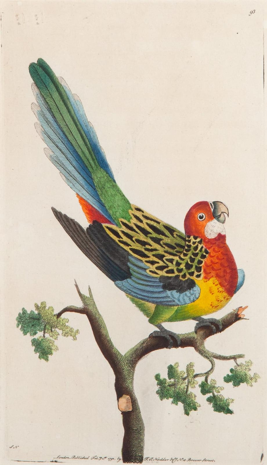 Frederick P. Nodder comparable auction result: frederick polydore nodder non pariel parrot hand coloured copper engraving with text