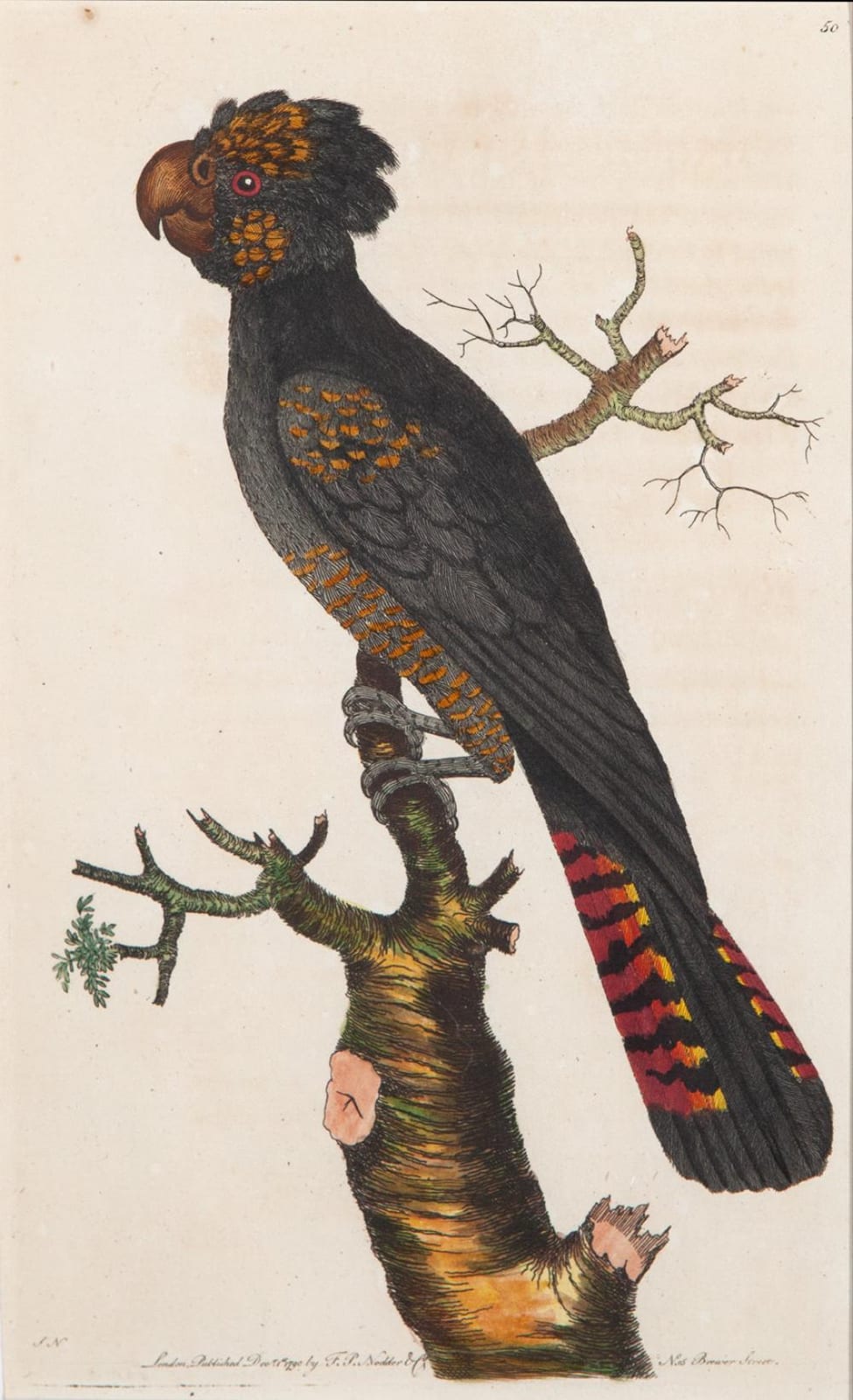 Frederick P. Nodder comparable auction result: frederick polydore nodder the magnificent cockatoo hand coloured copper engraving with text