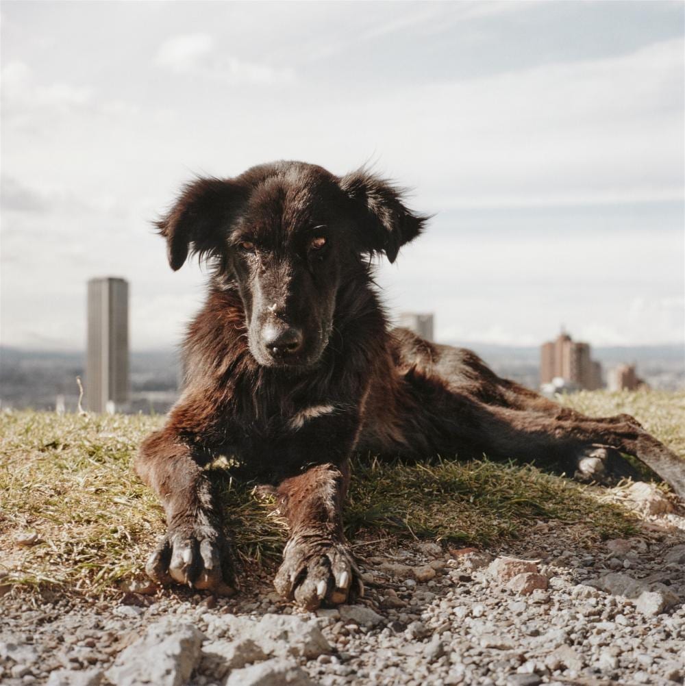 Alec Soth comparable auction result: alec soth untitled 17 bogot 2003