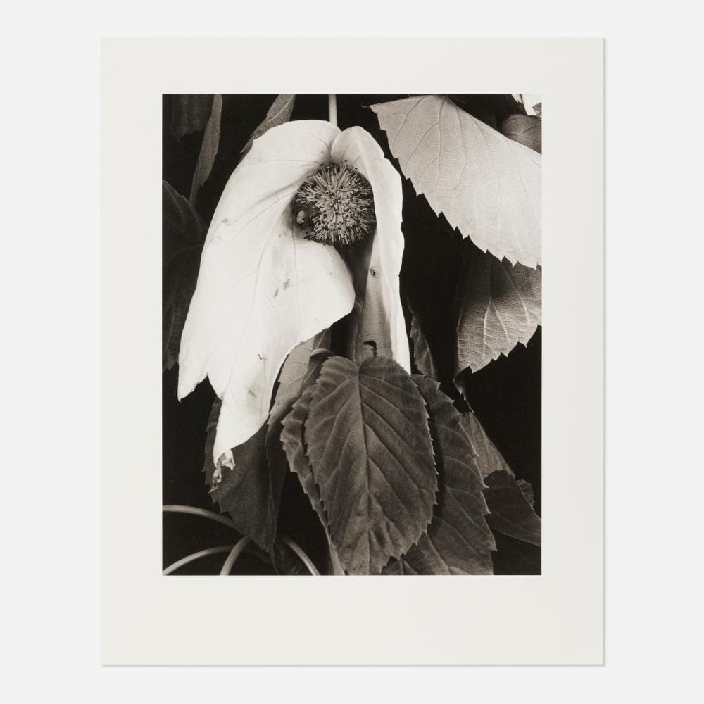 Imogen Cunningham comparable auction result: imogen cunningham davidia