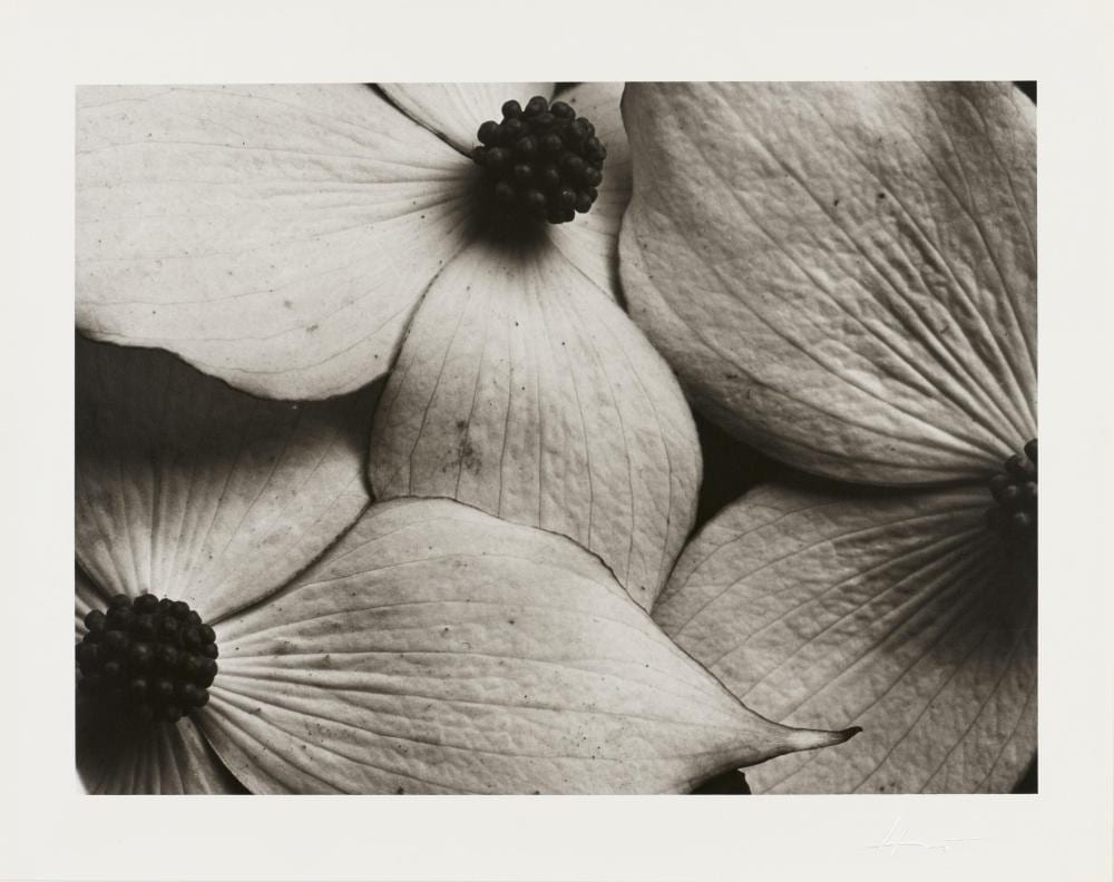 Horst comparable auction result: horst p horst cornus kousa korean dogwood