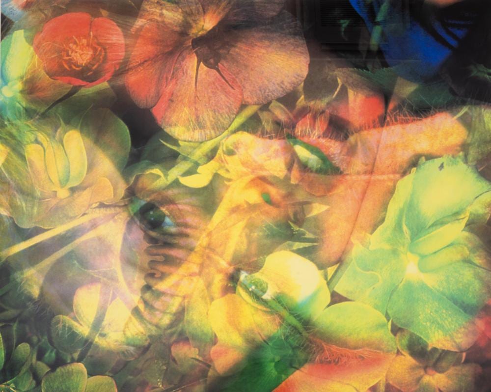 Mat Collishaw comparable auction result: mat collishaw b 1966 flesh eater 4
