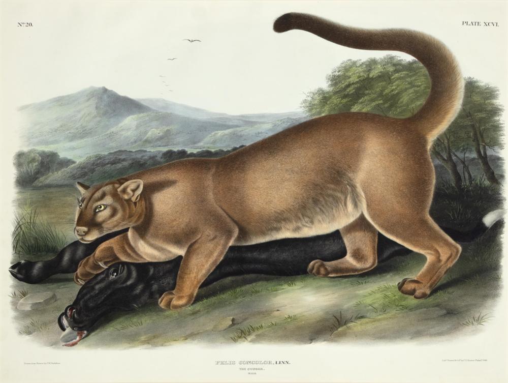 John Woodhouse Audubon comparable auction result: john woodhouse audubon 1812 1862 the cougar