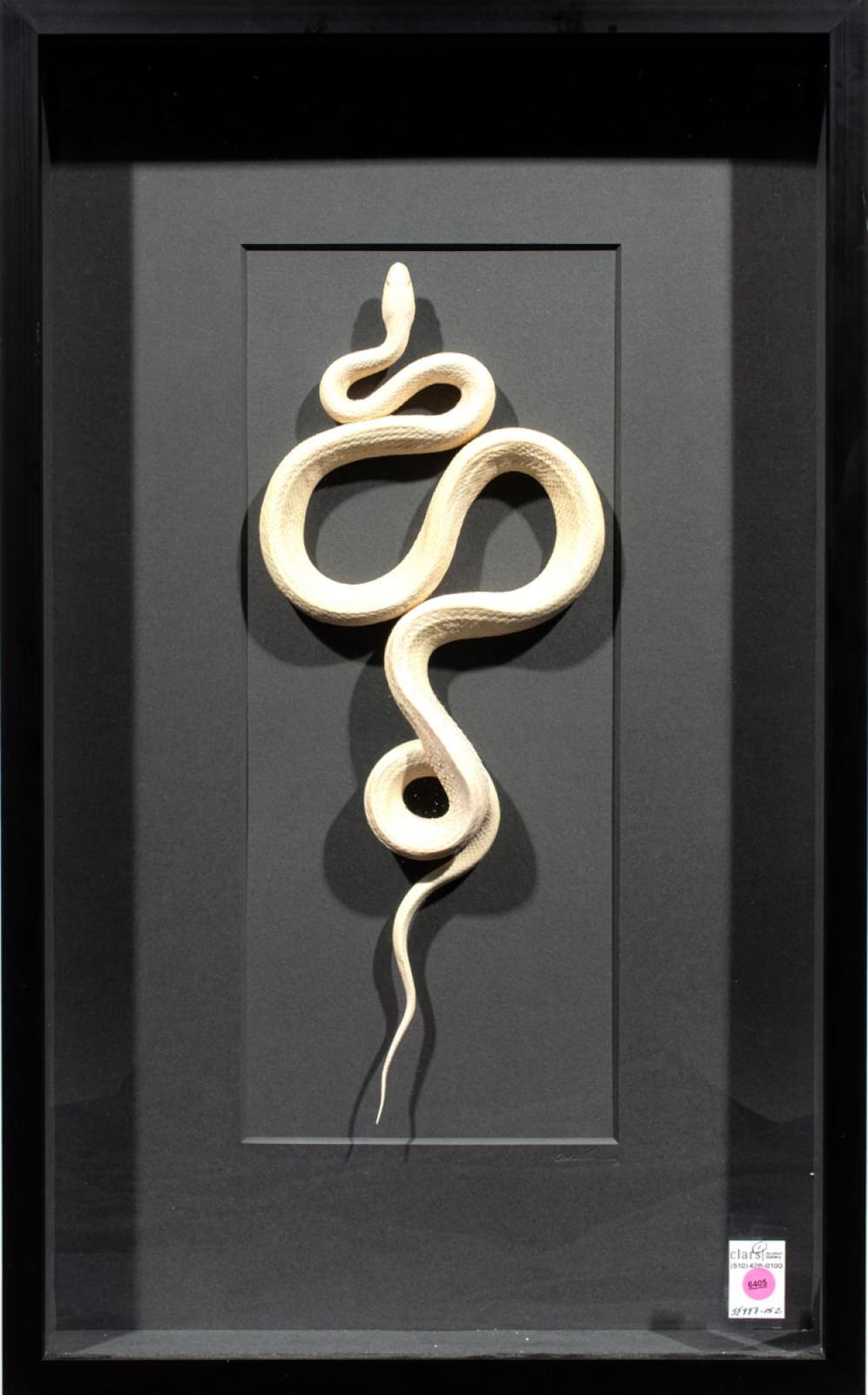 Christopher Marley comparable auction result: a shadow box framed leucistic colubrid snake taxidermy specimen by christopher marley
