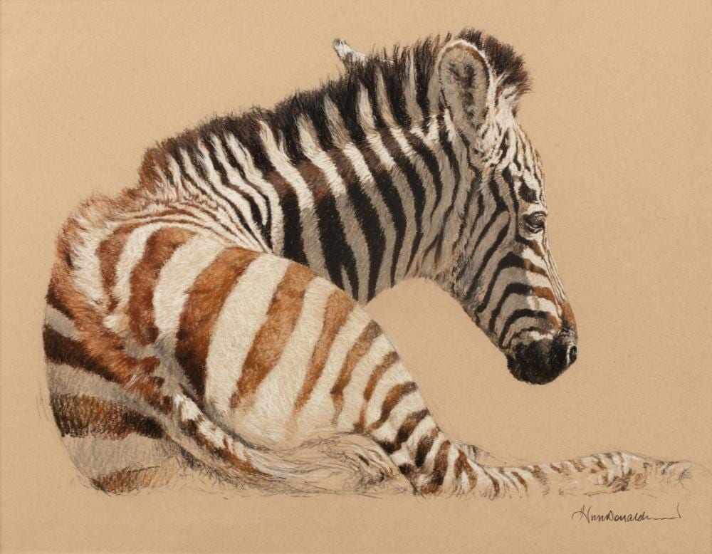 Kim (1952) Donaldson comparable auction result: kim donaldson b 1952 zebra foal pastel on paper signed lower right 35cm x 45cm