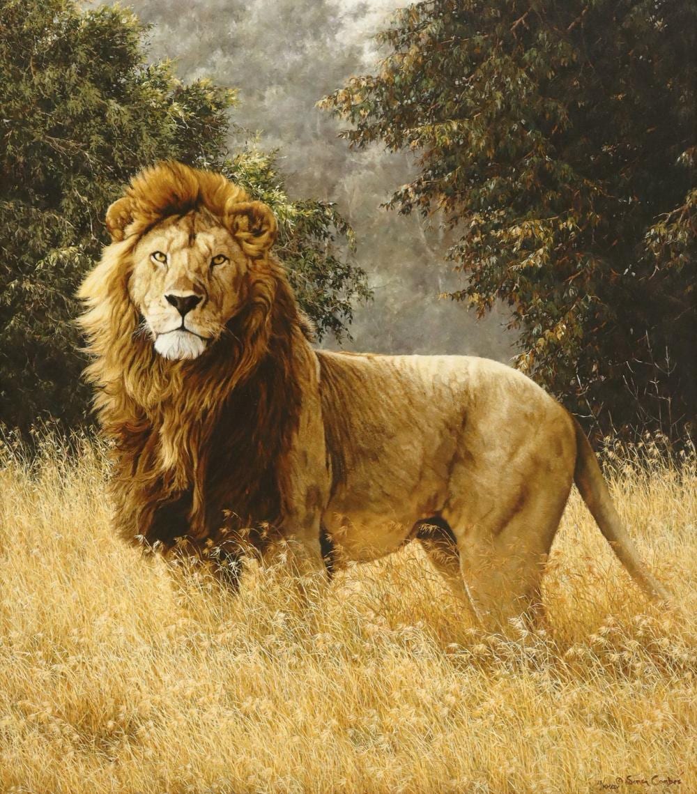 Simon Combes comparable auction result: simon combes d 2004 lion giclee print on canvas simba