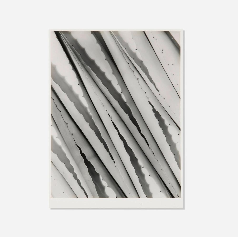 Imogen Cunningham comparable auction result: imogen cunningham agave design 2