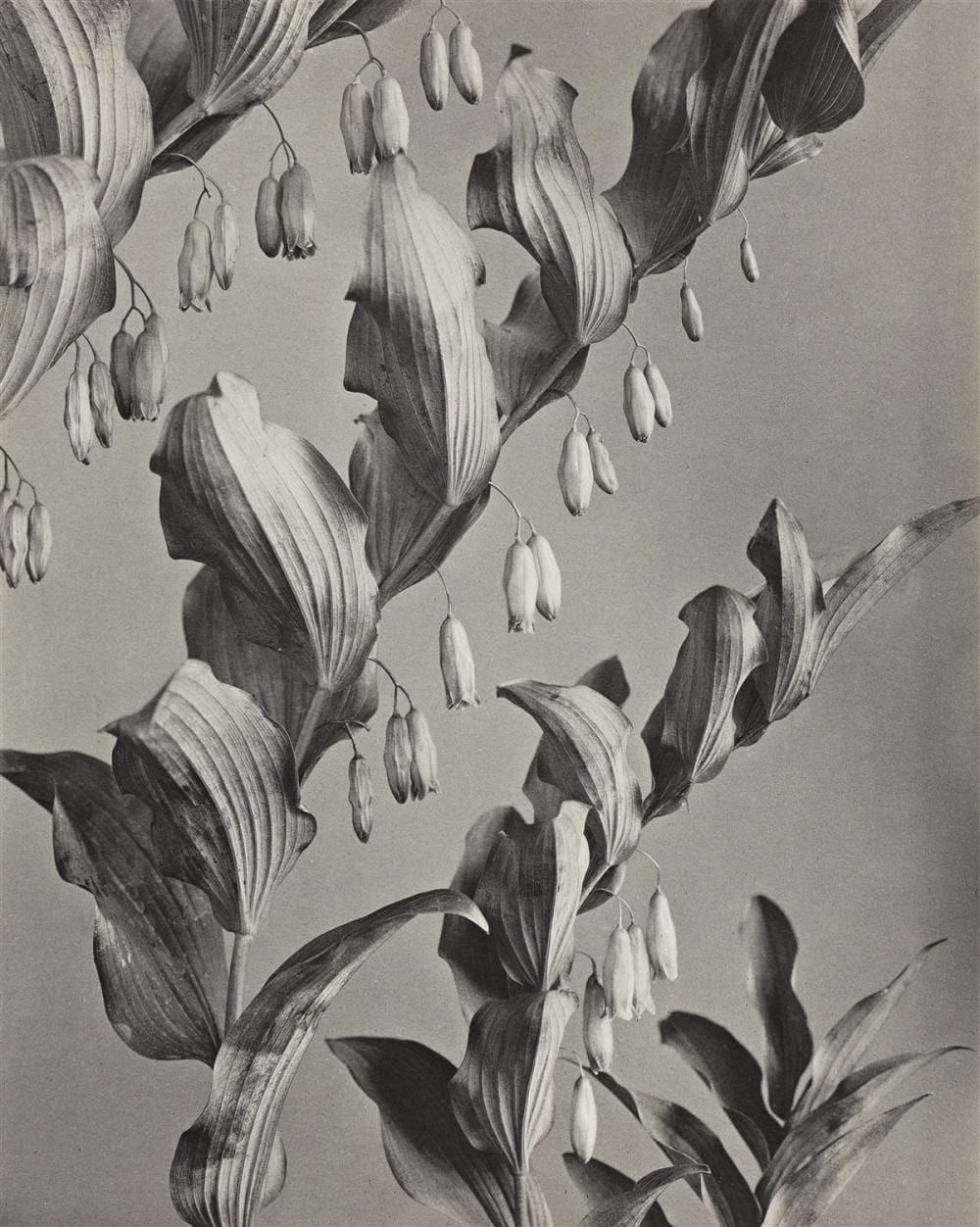 Edwin Hale Lincoln comparable auction result: edwin hale lincoln 1848 1938 a complete suite of 24 lovely botanical studies from the series wildflowers of new england part v