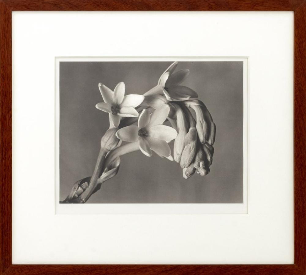 Imogen Cunningham comparable auction result: imogen cunningham tuberose carbon print