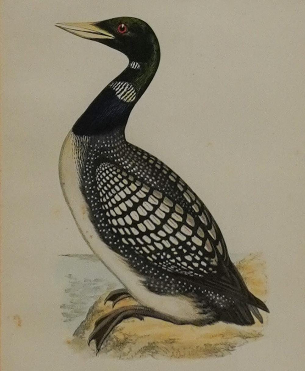 alexander francis lydon irish 1836 1917 white billed northern diver hand colored engraving frame 13 1 4 x 12 1 4 in 33 7 x 31 1 cm · Weschler's · 2026-01-13 Alexander Francis Lydon comparable auction result: alexander francis lydon irish 1836 1917 white billed northern diver hand colored engraving frame 13 1 4 x 12 1 4 in 33 7 x 31 1 cm