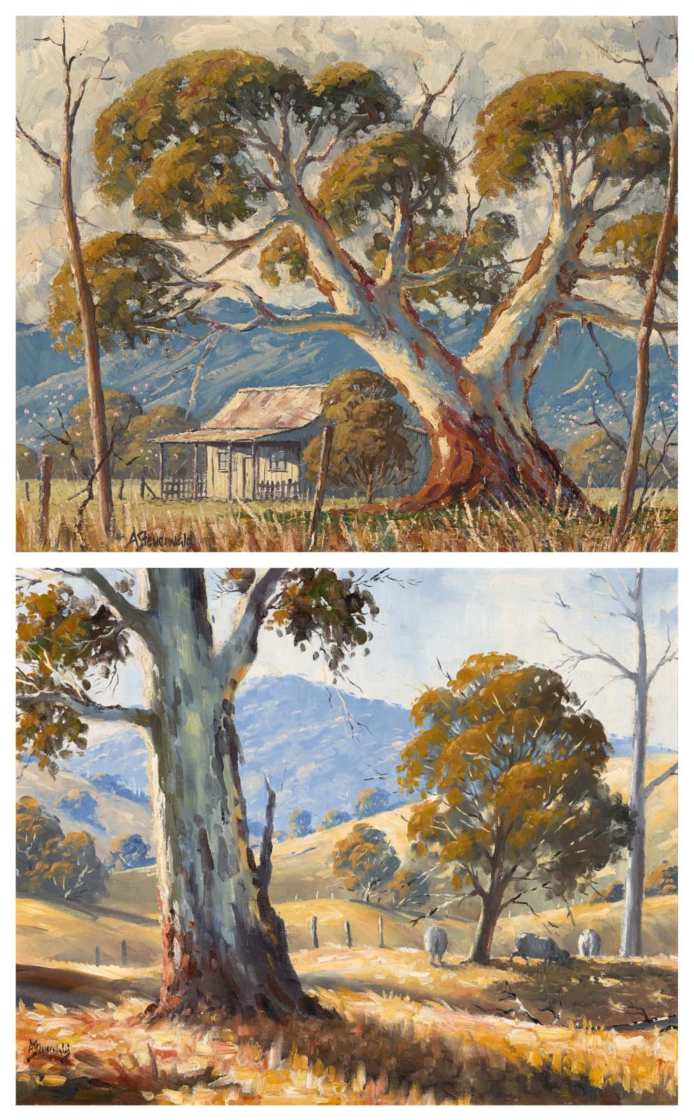 Alex Steuerwald comparable auction result: alex steuerwald 1940 2 works sunlit grose valley mudgee gums oil on board 39 x 49 cm frames 58 x 68 x 3 cm 50 x 60 x 3 cm each signed lower left