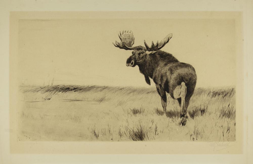 Wilhelm Kuhnert comparable auction result: wilhelm kuhnert 1865 1926 european moose 1924