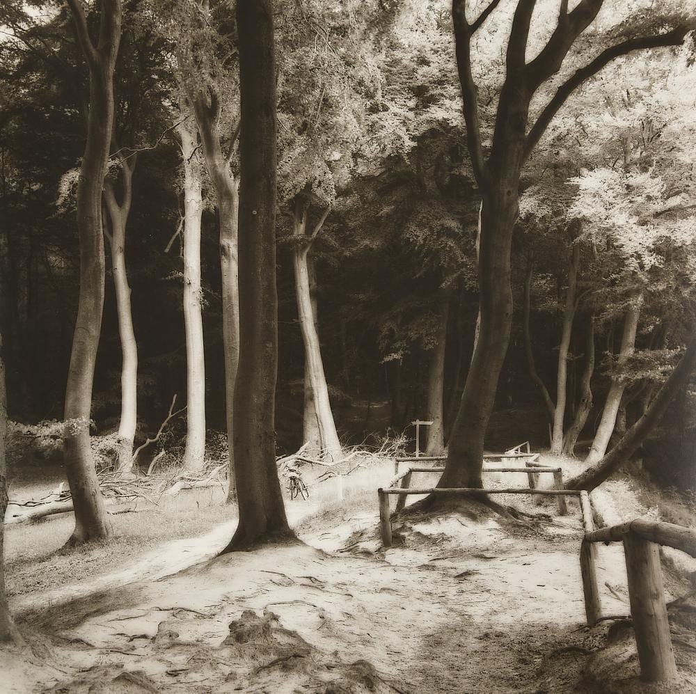 Lynn Geesaman comparable auction result: lynn geesaman jasmund forest gsp 1993