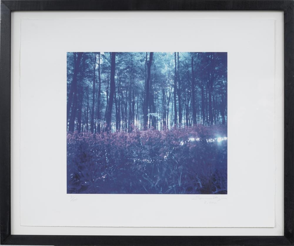 Susan Derges comparable auction result: susan derges b 1955 signed vintage british forest photograph print 31 100