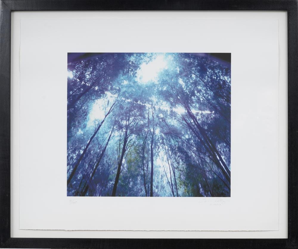 Susan Derges comparable auction result: susan derges b 1955 signed vintage british forest canopy photograph print 31 100