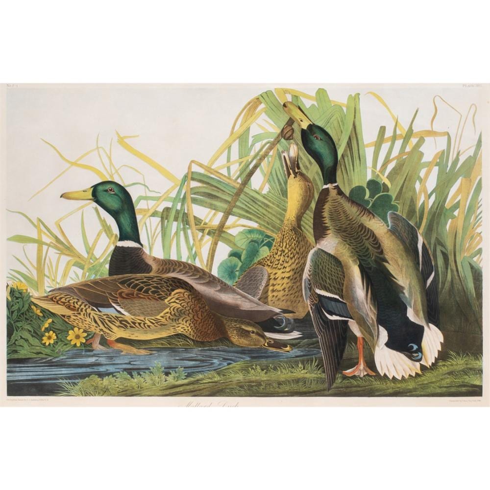 Print, John James Audubon sold by Clars Auctions, lot 3085 — auction record photograph
