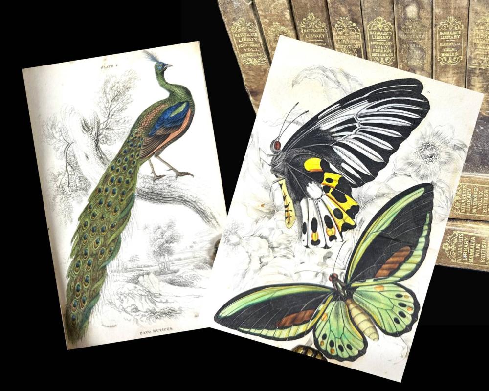 William Jardine comparable auction result: lizar s naturalist library by william jardine
