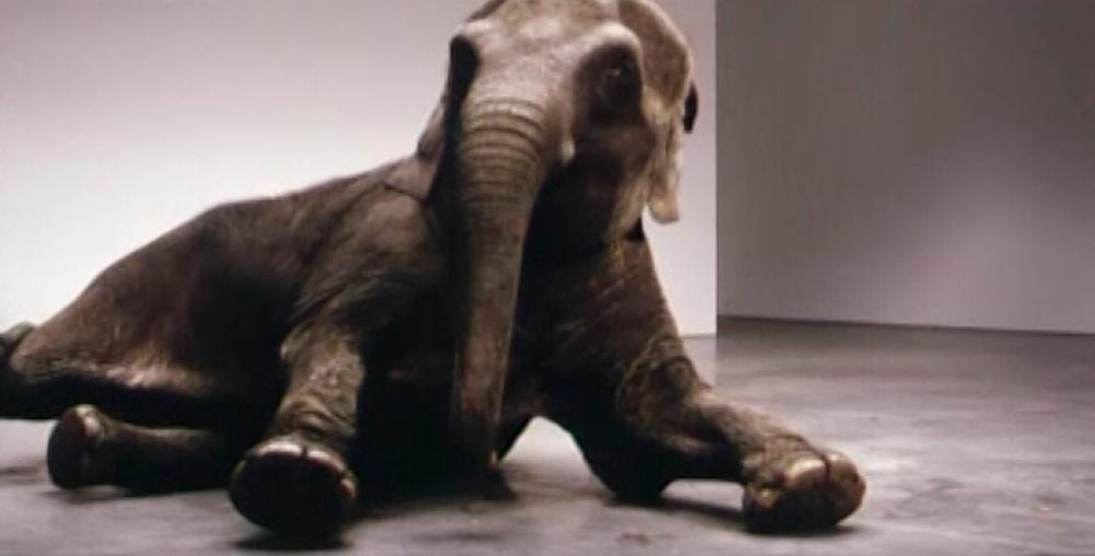 Douglas Gordon comparable auction result: douglas gordon b 1966 play dead real time other way dvd and origina