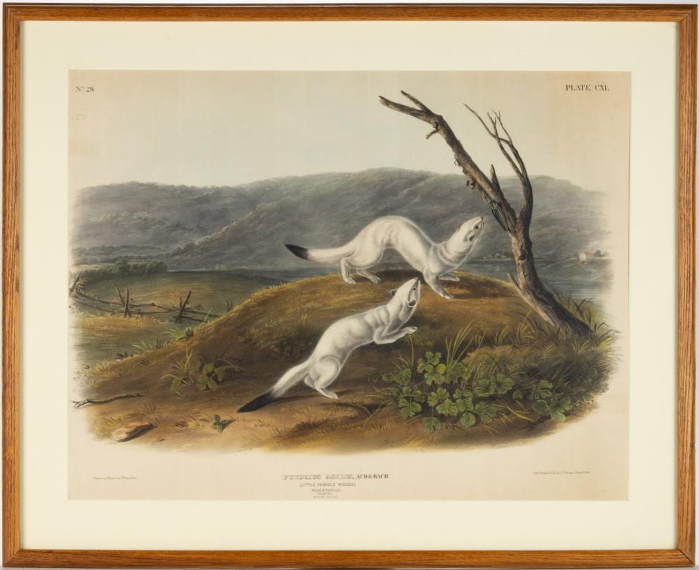 John Woodhouse Audubon comparable auction result: john woodhouse audubon american 1812 1862 little nimble weasel mammalogical print