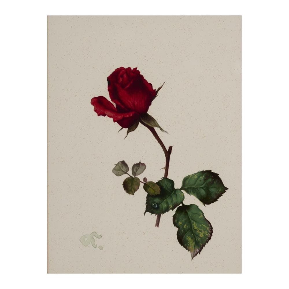 Willy Kriegel comparable auction result: willy kriegel 1901 dresden 1966 starnberg 4 gouaches rose blackberry blueberry lily of the valley presumably late 1930s