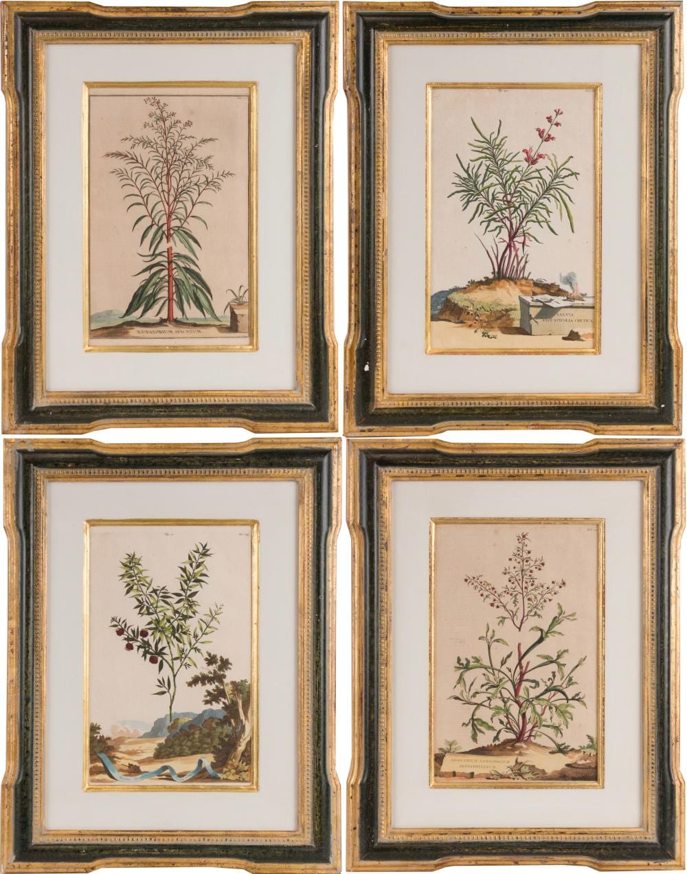 Abraham Munting comparable auction result: abraham munting dutch 1626 1683 four botanical hand colored engravings