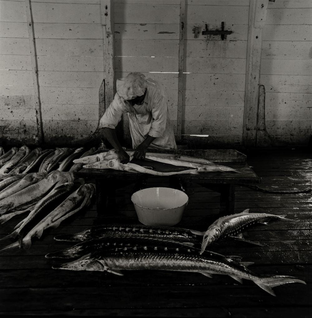 Fulvio Roiter comparable auction result: fulvio roiter 1926 2016 untitled fish market 1950