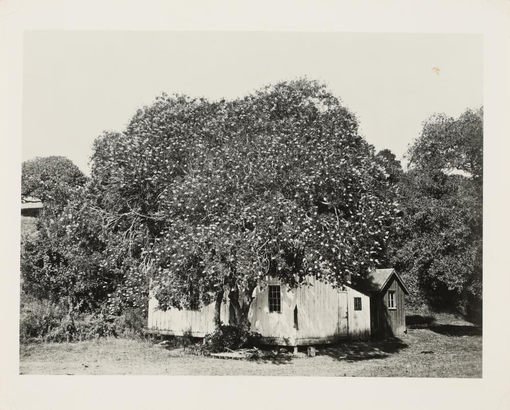 Carleton E. Watkins comparable auction result: carleton e watkins 1829 1916 buckeye tree california circa 1870