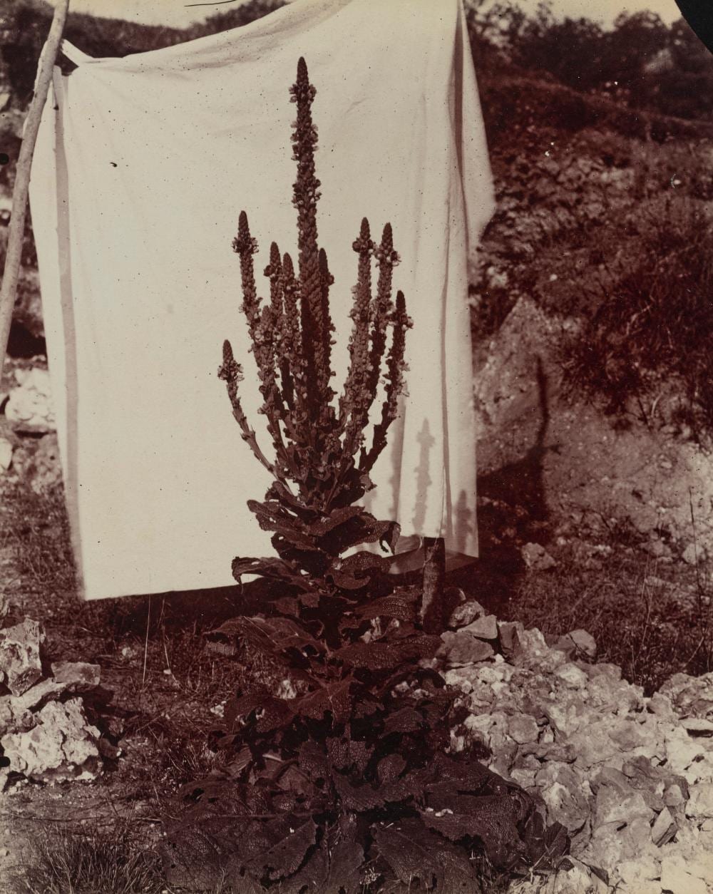 Eugène Atget comparable auction result: eug ne atget 1857 1927 bouillon blanc en fleur c 1896 photographer s