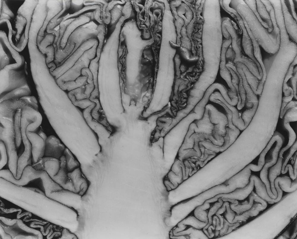 edward weston 1886 1958 red cabbage halved 1930 signed dated and numb · Christie's · 2026-04-17 Edward Weston comparable auction result: edward weston 1886 1958 red cabbage halved 1930 signed dated and numb