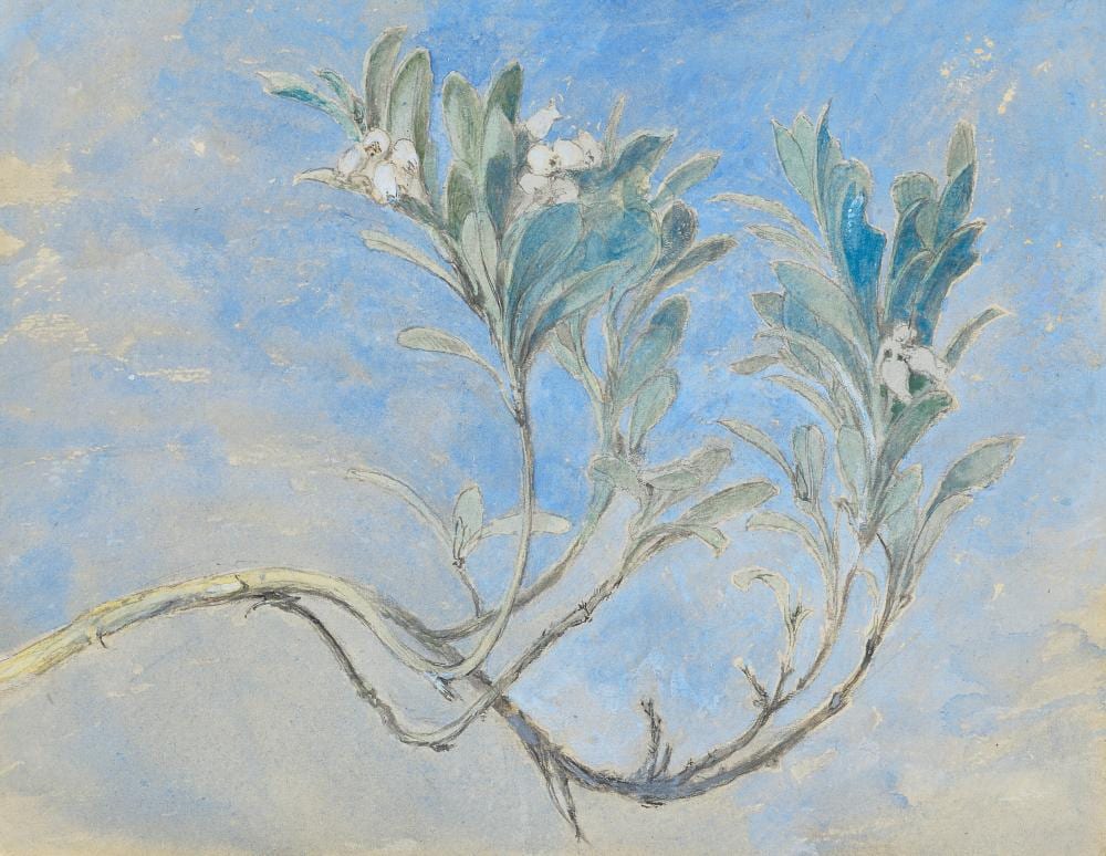 John Ruskin comparable auction result: john ruskin 1819 1900 study of a sprig of myrtle graphite plume et enc