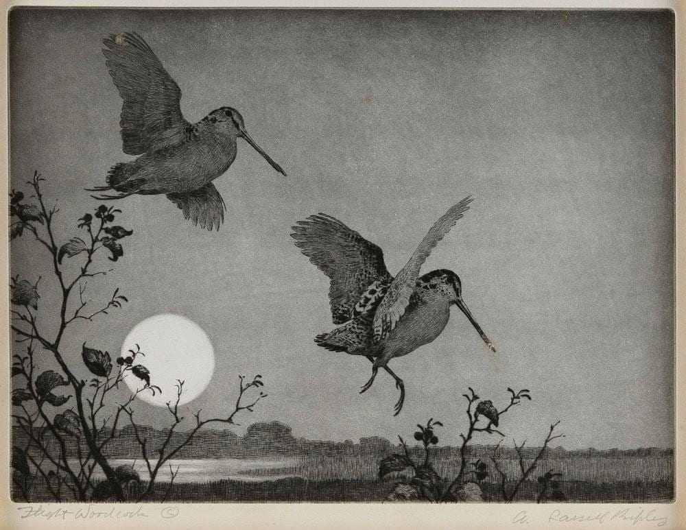 Aiden Lassell Ripley comparable auction result: aiden lassell ripley massachusetts new york 1896 1969 flight woodcock etching 9 x 11 75 framed 17 x 20