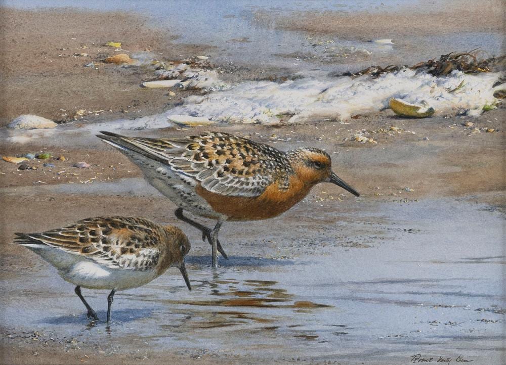 Robert Verity Clem comparable auction result: robert verity clem massachusetts connecticut 1933 2010 red knots watercolor and gouache on paper 10 x 14 sight framed 19 x 22