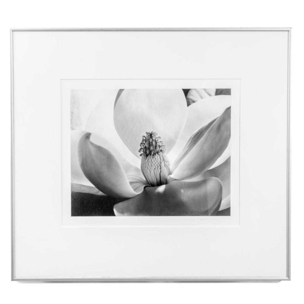 Imogen Cunningham comparable auction result: imogen cunningham magnolia blossom photograph