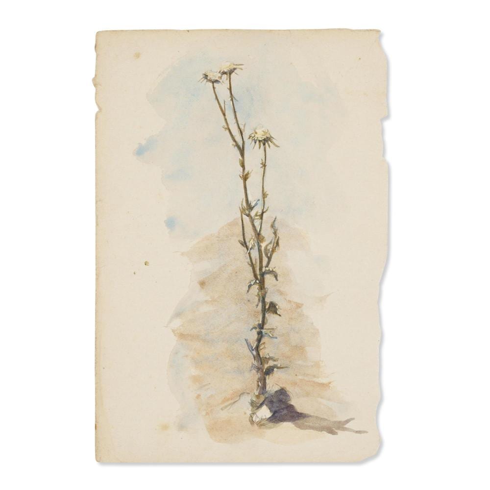 Christian Waller comparable auction result: christian waller n e yandell 1894 1954 a study of a thistle watercolour 19 x 13cm
