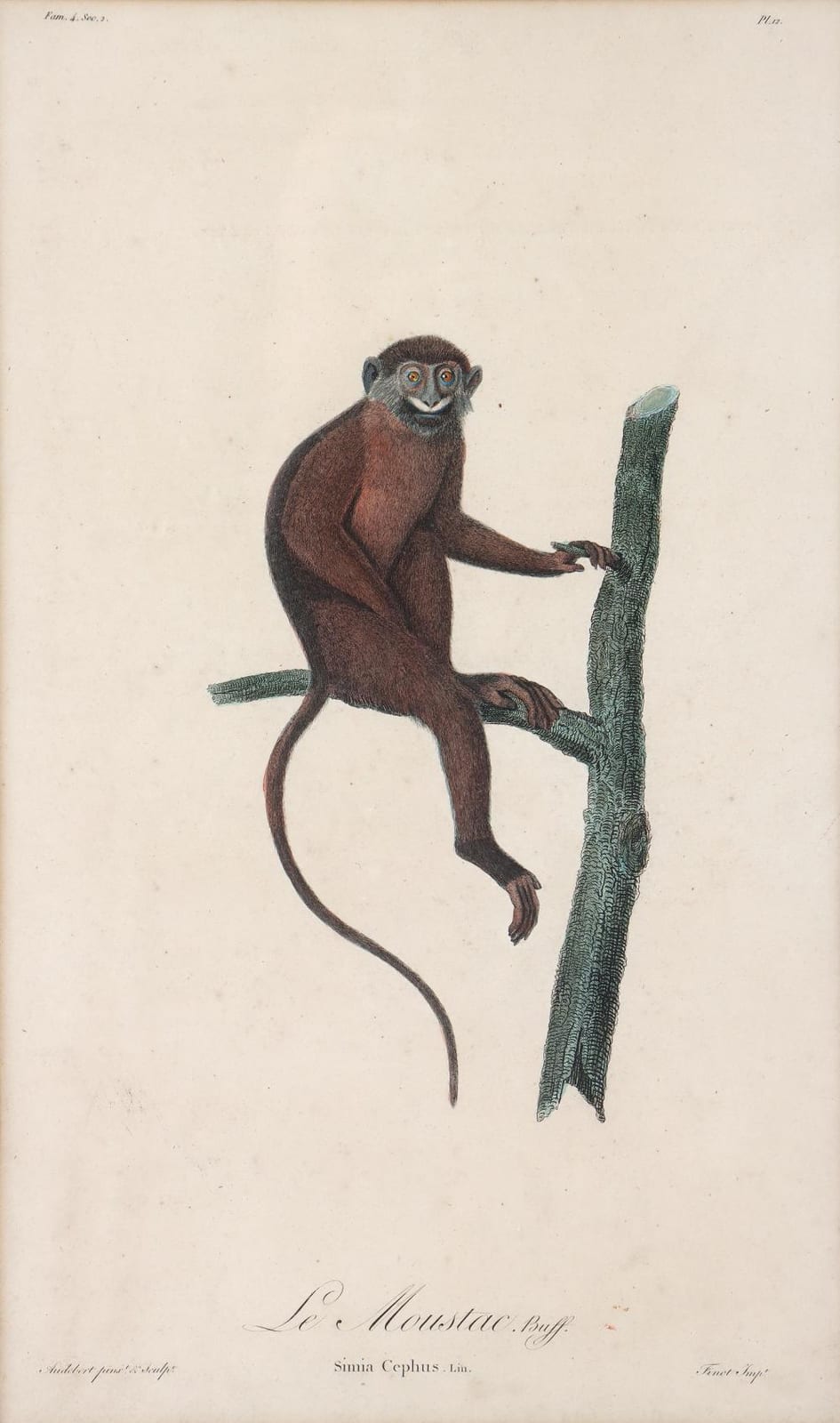 Jean Baptiste Audebert comparable auction result: jean baptiste audebert french 1759 1800 le moustac moustached guenon engraving with hand coloring