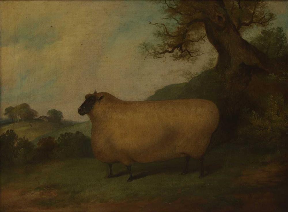 Richard Whitford comparable auction result: richard whitford british 1821 1890 oxford down ram