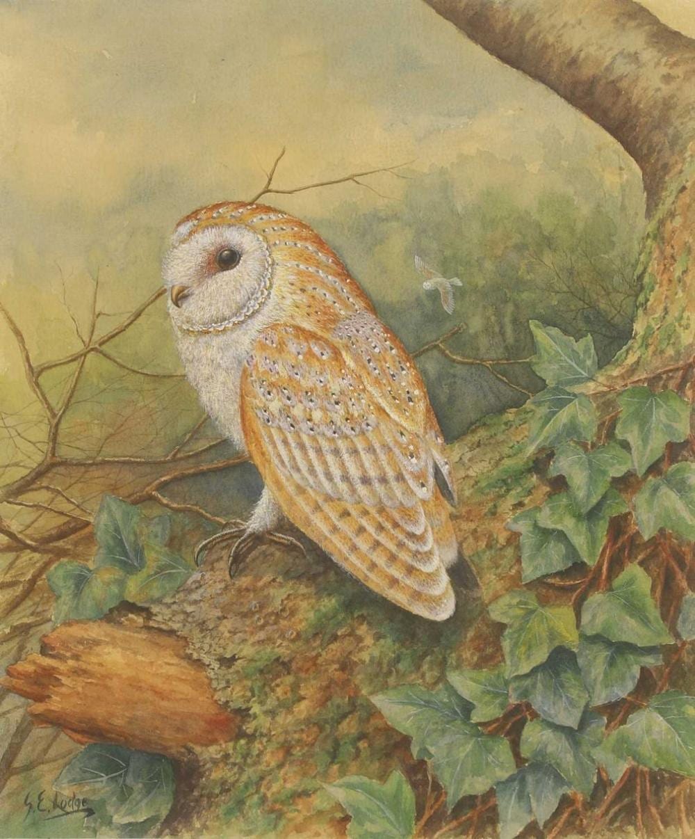 George Edward Lodge comparable auction result: george edward lodge british 1860 1954 barn owl