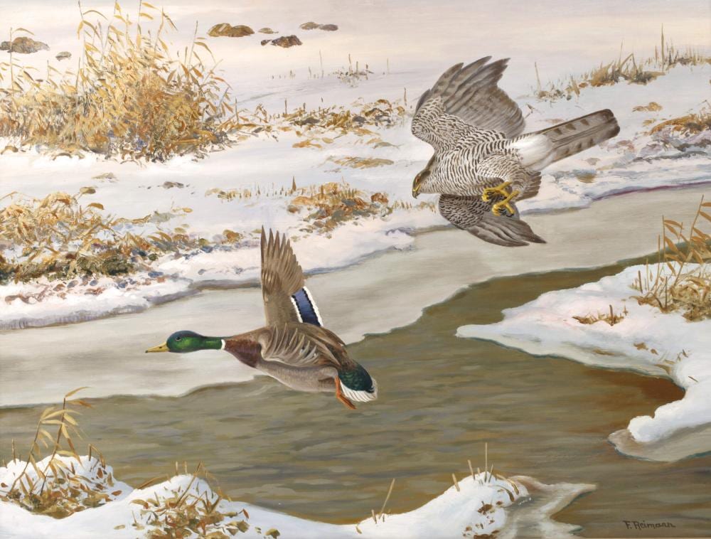 Friedrich Reimann comparable auction result: friedrich reimann habicht eine stockente jagend