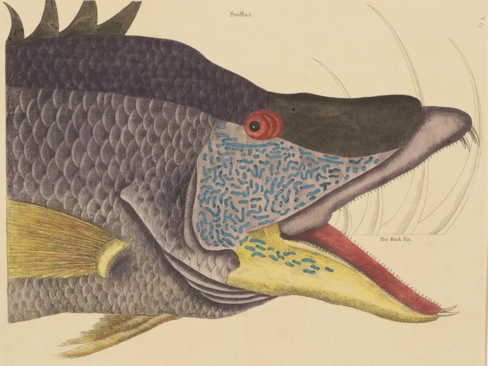 Mark Catesby comparable auction result: mark catesby great hog fish t15 engraving