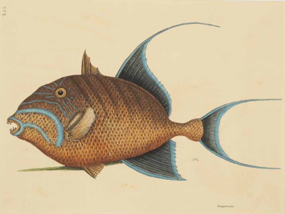 Mark Catesby comparable auction result: mark catesby old wife fish t22 engraving